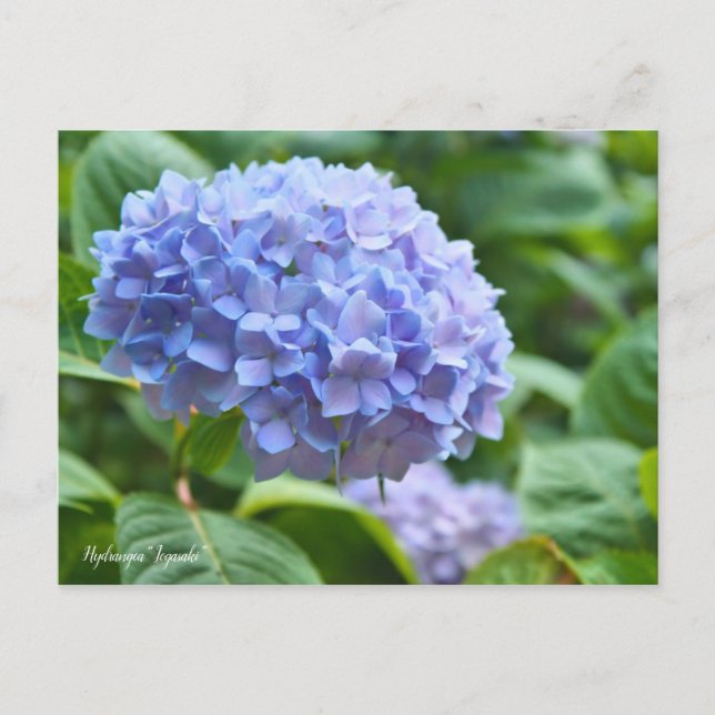 Carte Postale Hydrangea "Jogasaki" [Carte postale] ポ ー ド (Devant)