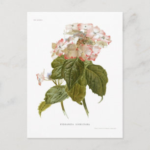 Carte Postale Hydrangea lindleyana