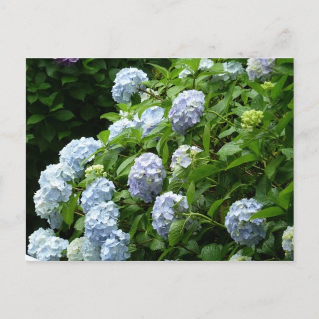 Carte Postale hydrangea no 1 (Devant)