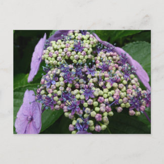 Carte Postale hydrangea no 4