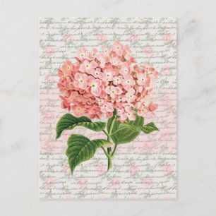 Carte Postale Hydrangea Rêve Vintage
