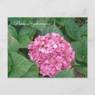 Carte Postale Hydrangea rose