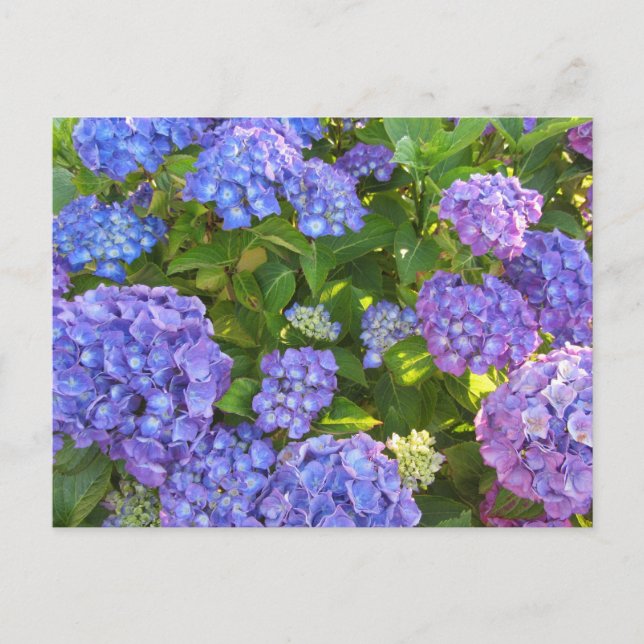 Carte Postale Hydrangeas bleues et violettes (Devant)