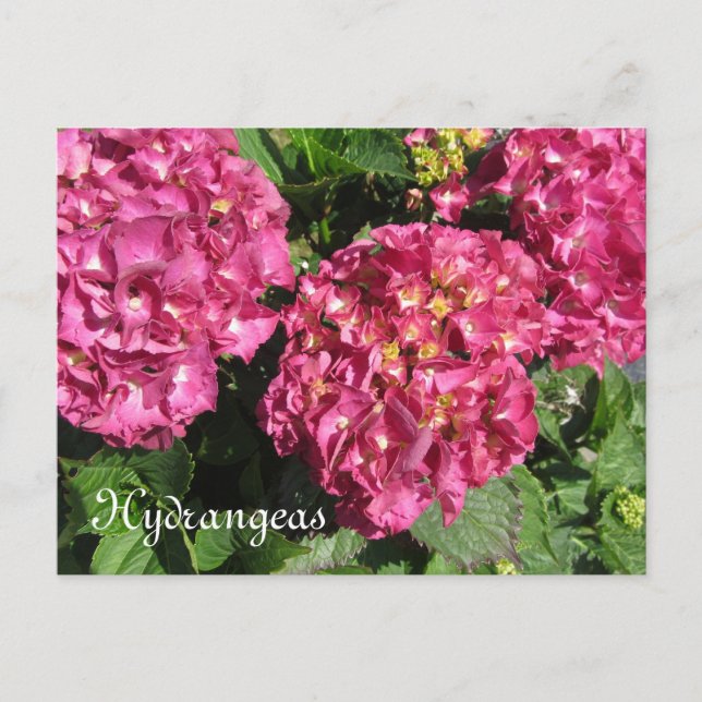 Carte Postale Hydrangée rose (Devant)