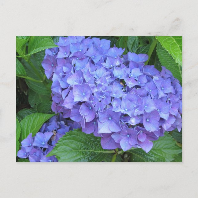 Carte Postale Hydrangée violette (Devant)