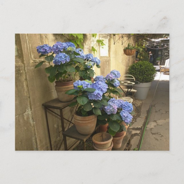 Carte Postale Hydrangées dans les pots (Devant)