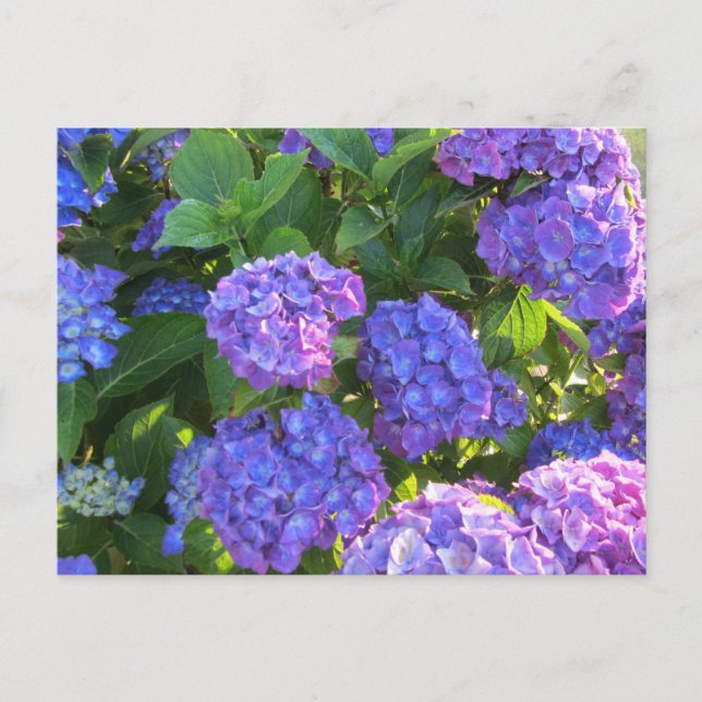 Carte Postale Hydrangées violettes et bleues vibrantes (Devant)