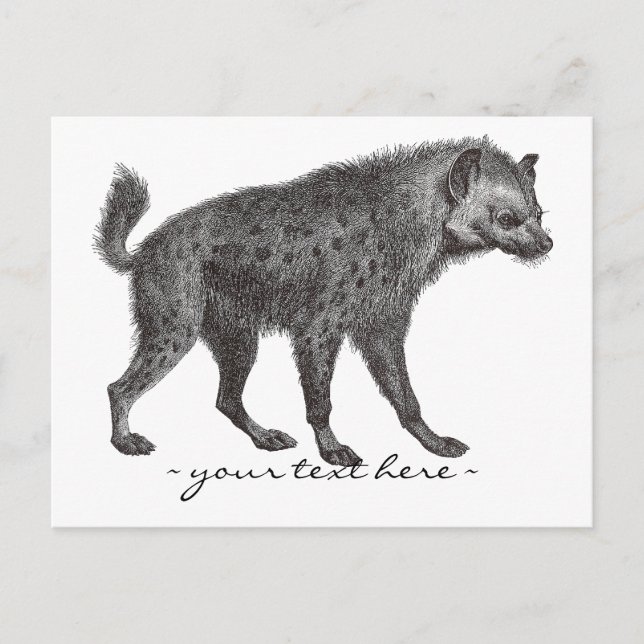 Carte postale Hyena (Devant)