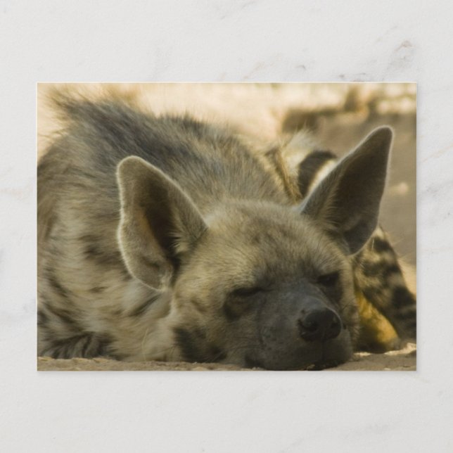 Carte postale Hyena dormant (Devant)