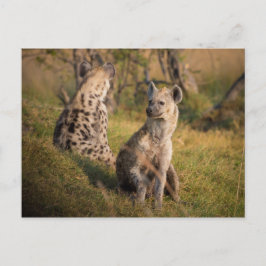 Carte Postale Hyènes