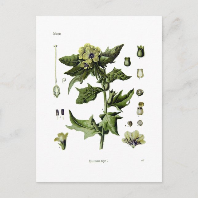 Carte Postale Hyoscyamus niger (Henbane noir) (Devant)