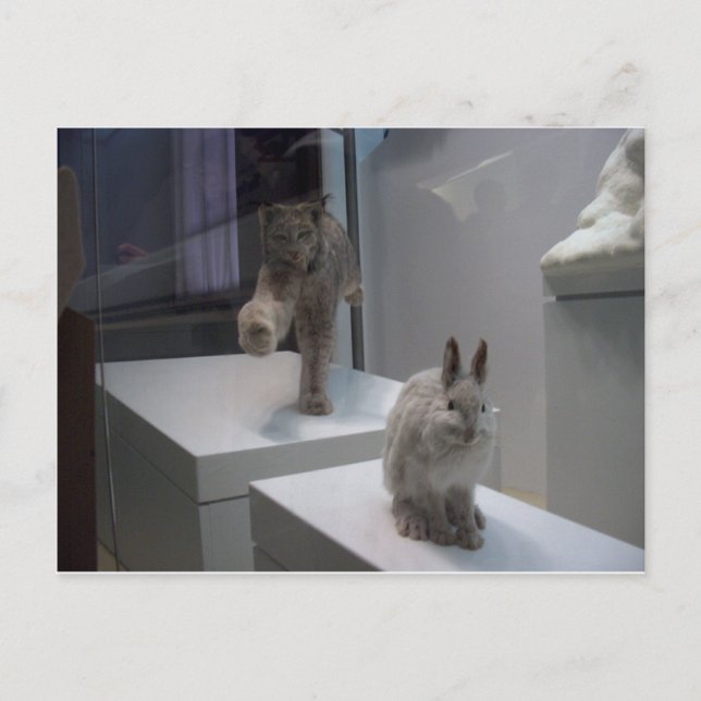 Carte Postale Hyper Lynx exécute a)cross-hare (Devant)