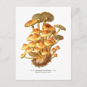Carte Postale Hypholoma fasciculare