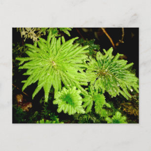 Carte Postale Hypoptérygium arbuscula (mousse à parapluie des gr