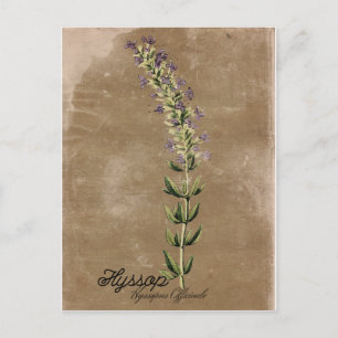 Carte postale Hyssop de style vintage