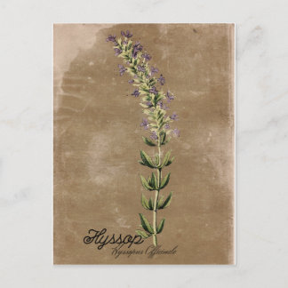 Carte postale Hyssop de style vintage