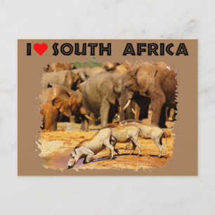 Carte Postale I Heart Afrique du Sud phacochères et éléphants