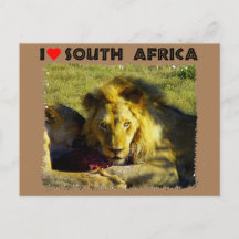 I Heart South Africa Lion Stare