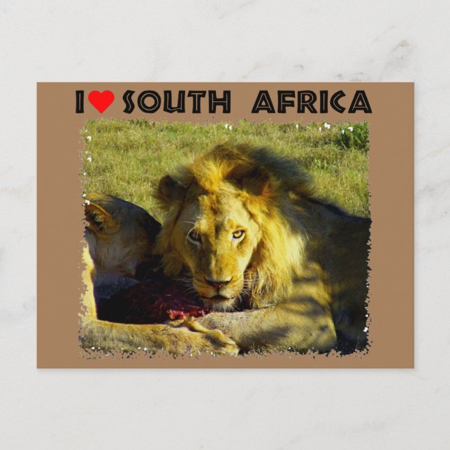 Carte Postale I Heart South Africa Lion Stare (Devant)