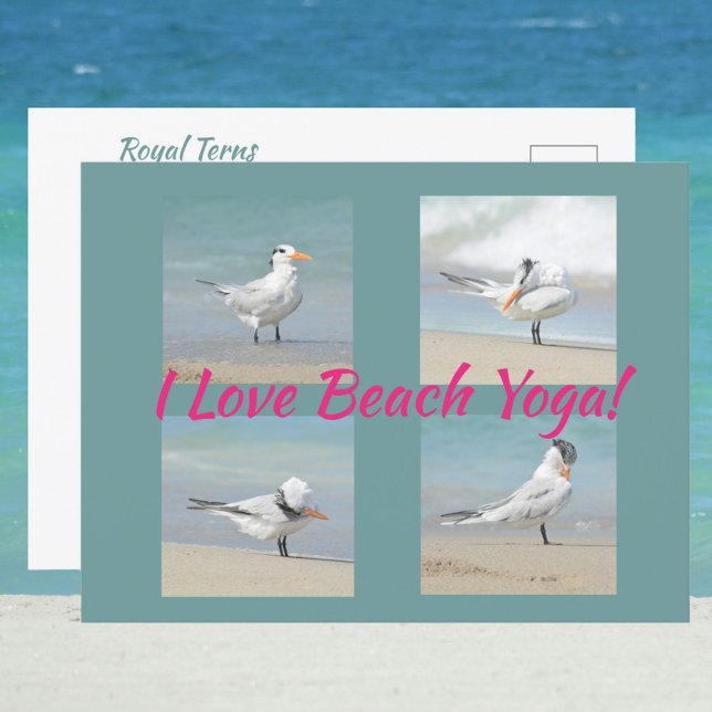 Carte Postale I Love Beach Yoga Royal Terns Poster Photographiqu (Créateur téléchargé)