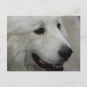 Carte postale I Love Great Pyrenees
