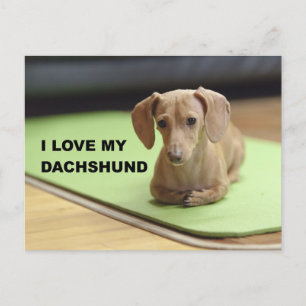 Carte Postale I Love My Cream Dachshund avec photo