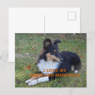 Carte Postale I Love My Shetland Sheepdog Black Tri