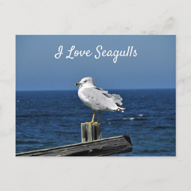 Carte postale I Love Seagulls (Devant)