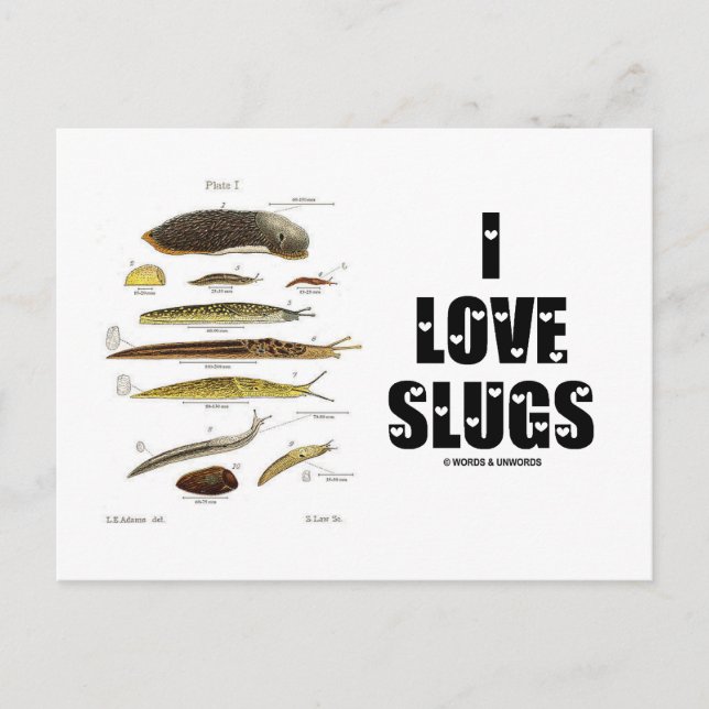 Carte Postale I Love Slugs (Naturaliste / Nature) (Devant)
