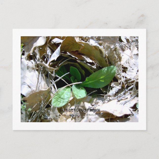 Carte Postale I Miss You (Devant)