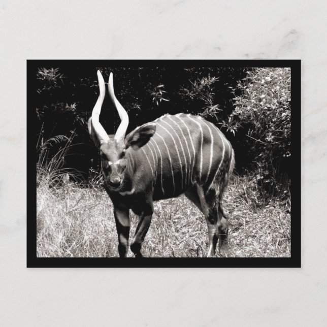 Carte Postale Ibex (Devant)