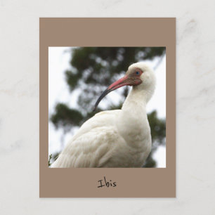 Carte postale Ibis Bird Photo