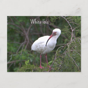 Carte postale Ibis blanc