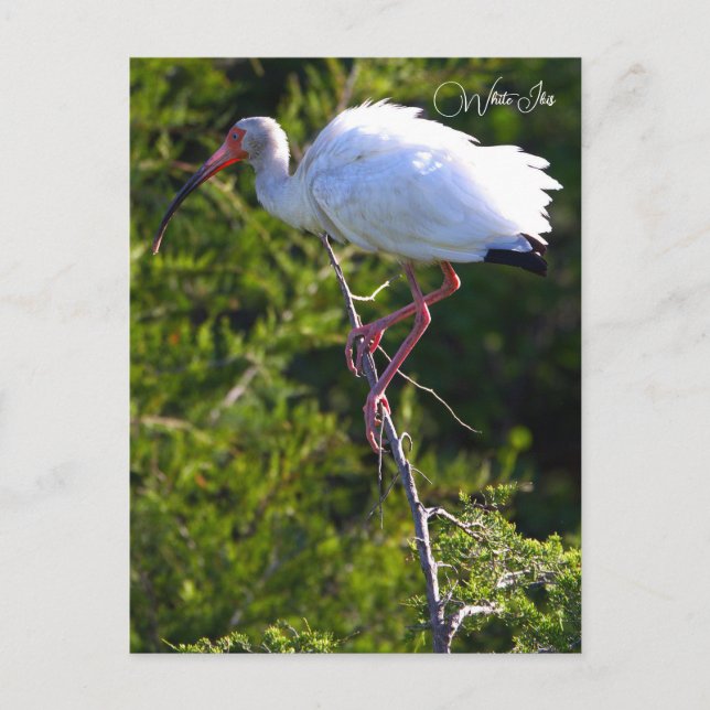 Carte postale Ibis blanc (Devant)