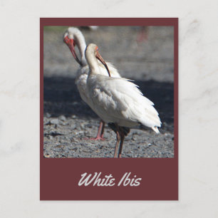 Carte postale Ibis blanche