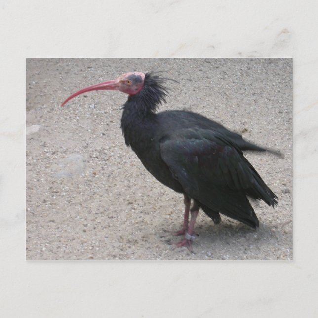 Carte Postale Ibis de la Balle du Nord (Devant)