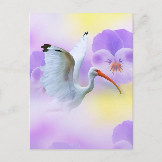 Carte postale Ibis et Pansy (Devant)
