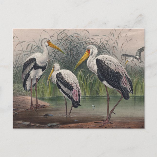 Carte Postale Ibis indien en bois par Joseph Wolf (Devant)