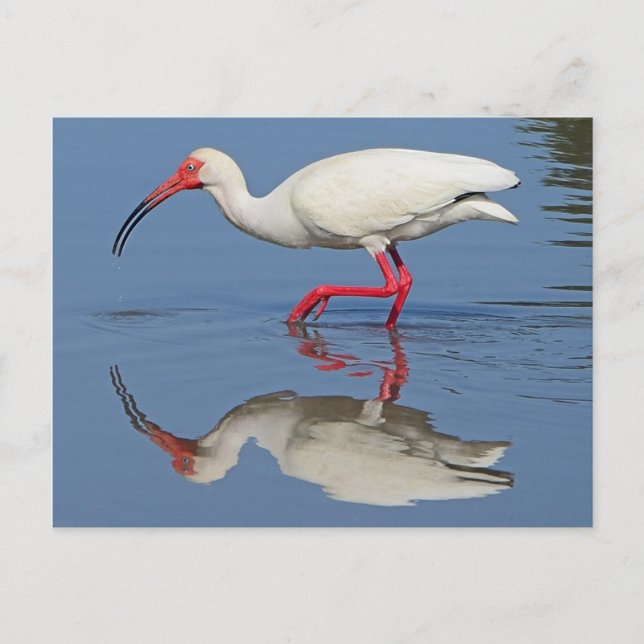 Carte Postale Ibis Oiseau côtier (Devant)
