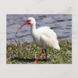 Carte postale Ibis Photo