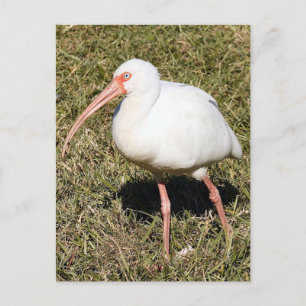 Carte postale Ibis Photo