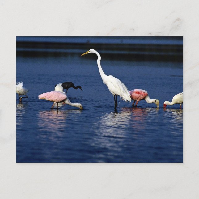 Carte Postale Ibis, spatules, grand egret, héron bleu et neige (Devant)