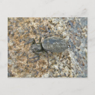 Carte postale IBSP Jetty Spider