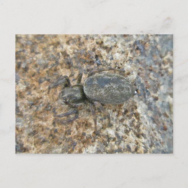 Carte postale IBSP Jetty Spider (Devant)