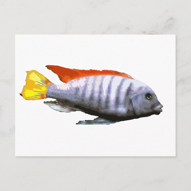 Carte Postale Ice Blue Zebra Cichlid (Devant)