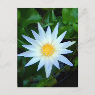 Carte postale Iceblue Water Lily