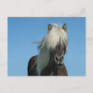 Carte Postale Iceland Horse Tourisme Nature Beautiful