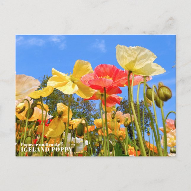 Carte Postale Iceland Poppy (Devant)