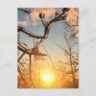 Carte Postale icicules de membre d'arbre