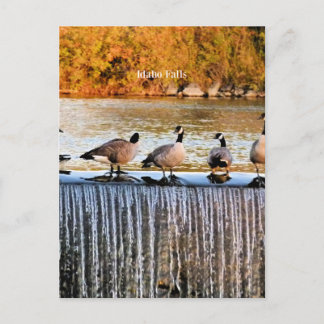 Carte Postale Idaho Falls, Oies canadiennes,